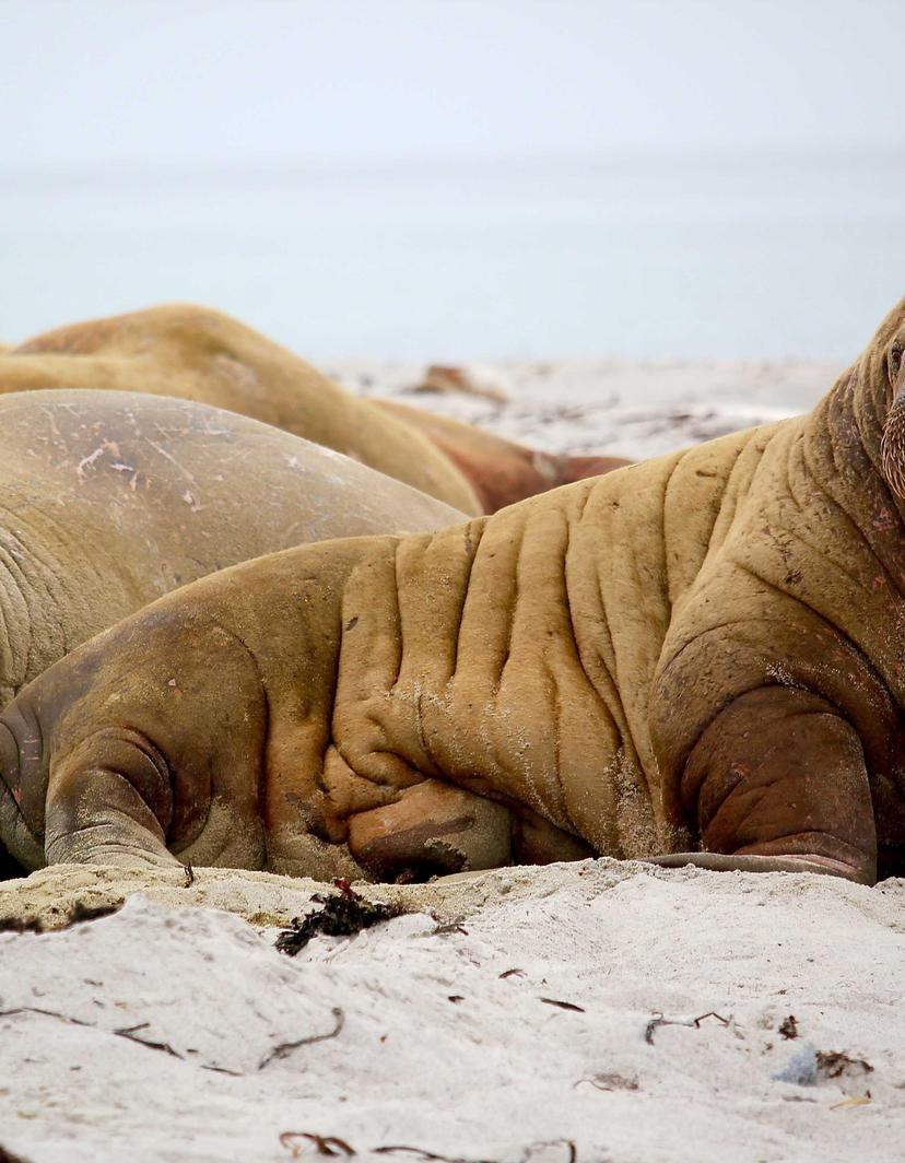 Main Product Image p-0