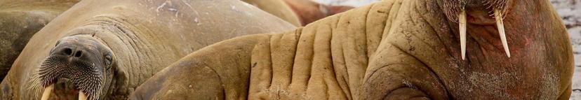 Main Product Image p-0